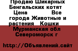 Продаю Шикарных Бенгальских котят › Цена ­ 17 000 - Все города Животные и растения » Кошки   . Мурманская обл.,Североморск г.